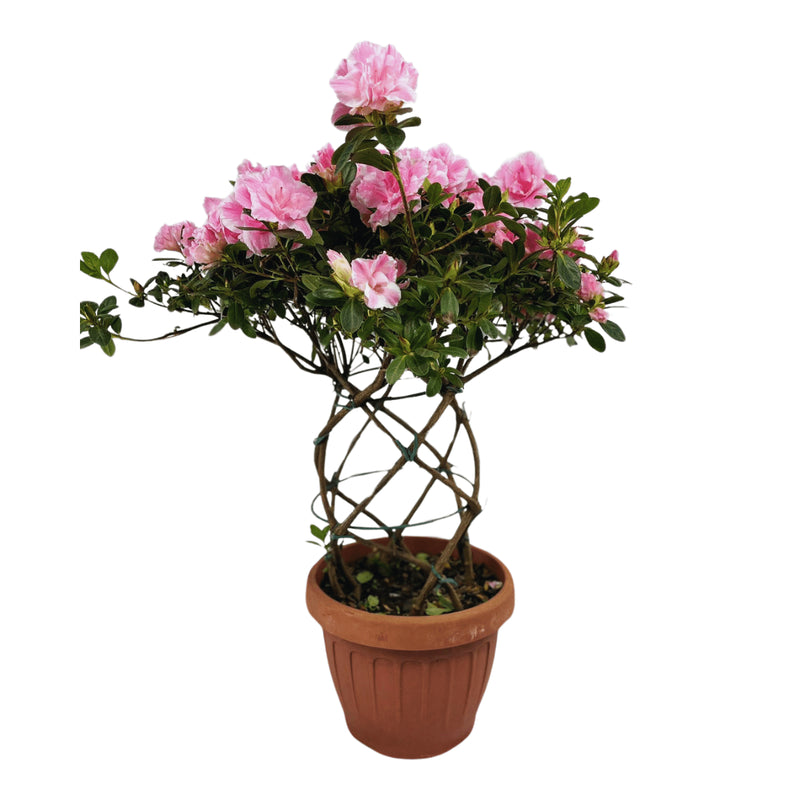 1 Planta Azaleia Espiral Rosa Claro Natural Decoração Pote 17