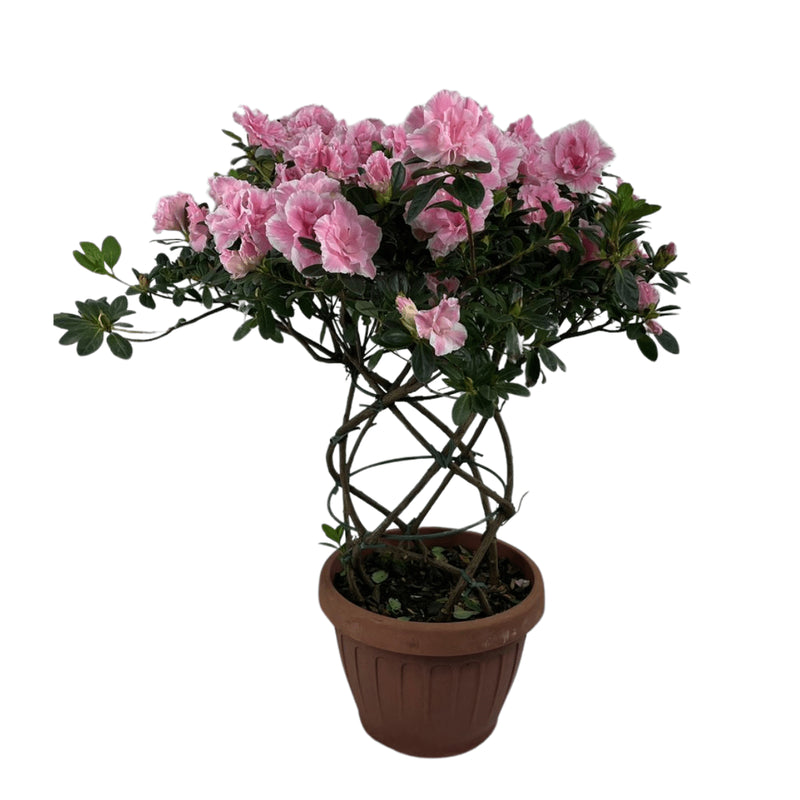 1 Planta Azaleia Espiral Rosa Claro Natural Decoração Pote 17