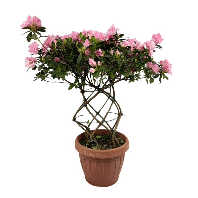 1 Planta Azaleia Espiral Rosa Claro Natural Decoração Pote 17