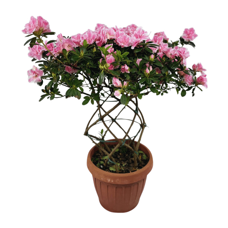 1 Planta Azaleia Espiral Rosa Claro Natural Decoração Pote 17