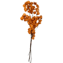 Flor Bouganville Laranja Desidratada Buque Seco Arranjo Decoração Interiores