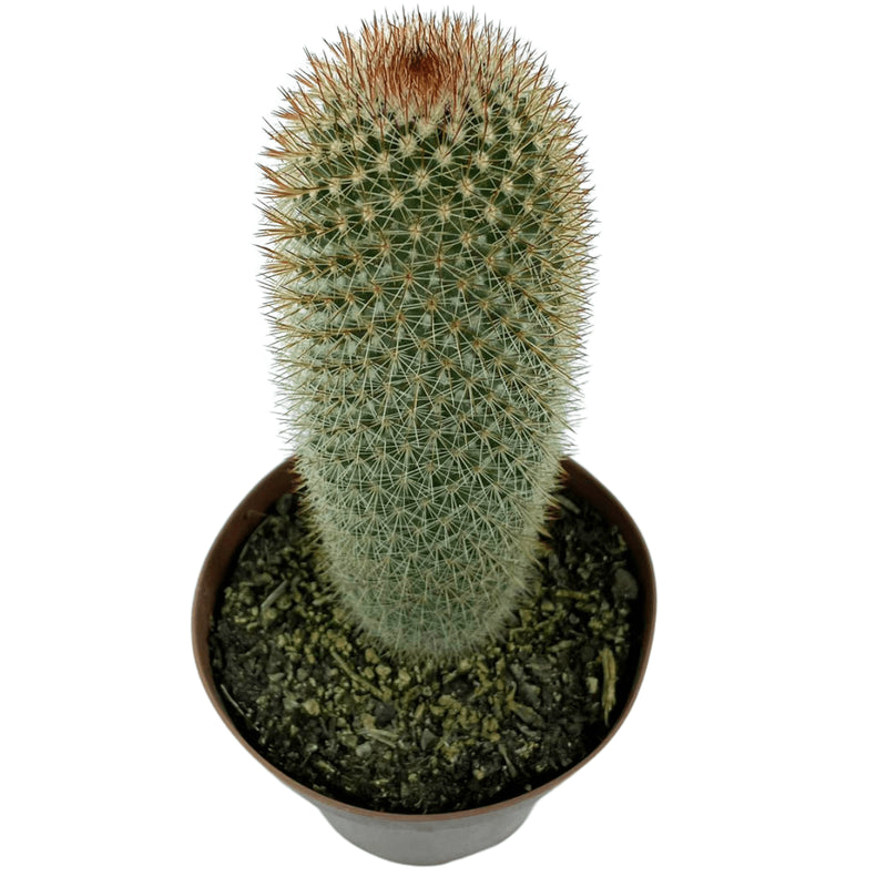 1 Cacto Mammillaria Spinosissim Pote 15 Decoração Top Jardins