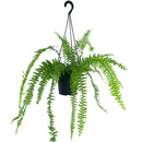 6 Mini Samambaia Paulistinha De Metro Pote 15