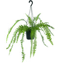 6 Mini Samambaia Paulistinha De Metro Pote 15