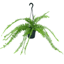 6 Mini Samambaia Paulistinha De Metro Pote 15