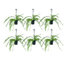 6 Mini Samambaia Paulistinha De Metro Pote 15