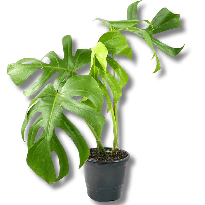 1 Costela De Adão Monstera Natural Deliciosa Pote 17