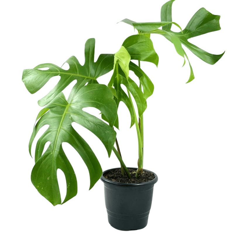 1 Costela De Adão Monstera Natural Deliciosa Pote 17