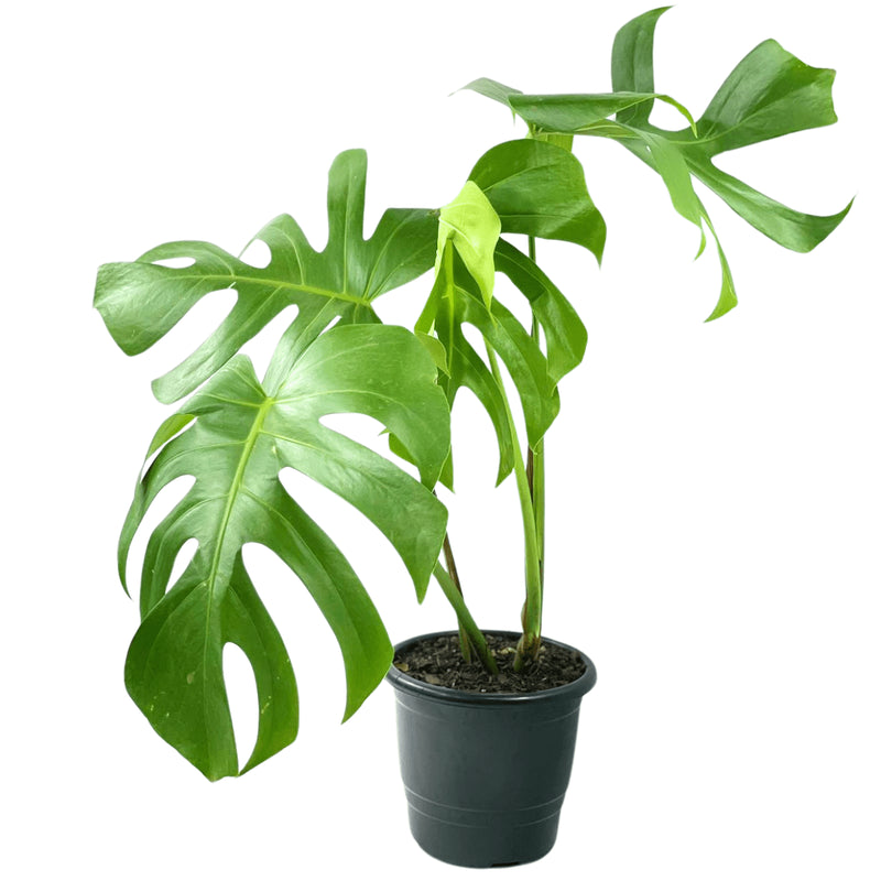 1 Costela De Adão Monstera Natural Deliciosa Pote 17