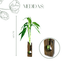 1 Bambu da Sorte Com 2 Haste Vaso Suporte de Madeira e Vaso Vidro