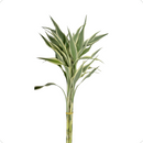 1 Maço Bambu Da Sorte Variegata Branco Natural Com 4 Hastes