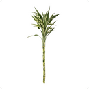 1 Maço Bambu Da Sorte Variegata Branco Natural Com 4 Hastes