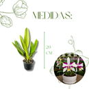 Muda De Orquídea Branca Ou Laranja Planta Ornamental Chique