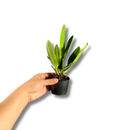 Muda De Orquídea Branca Ou Laranja Planta Ornamental Chique