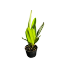 Muda De Orquídea Branca Ou Laranja Planta Ornamental Chique