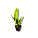 Muda De Orquídea Branca Ou Laranja Planta Ornamental Chique