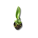Muda De Orquídea Branca Ou Laranja Planta Ornamental Chique