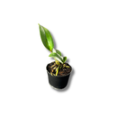 Muda De Orquídea Branca Ou Laranja Planta Ornamental Chique