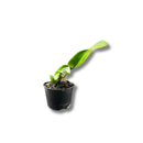 Muda De Orquídea Branca Ou Laranja Planta Ornamental Chique