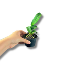 Muda De Orquídea Branca Ou Laranja Planta Ornamental Chique