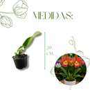 Muda De Orquídea Branca Ou Laranja Planta Ornamental Chique