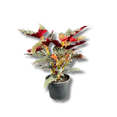 1 Planta Begônia Maculata Natural 40cm Ornamental Decorativa