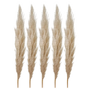 5 Haste de Capim dos Pampas Pluma Grass Boho