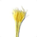 Capim Carrapatinho Ourinho Alvejado Desidratado Buque Flores Secas