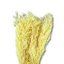 Buquê Capim Licopodium Cores Desidratado Arranjo Decoração