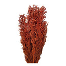 Buquê Capim Licopodium Cores Desidratado Arranjo Decoração