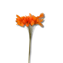 Buquê de Folha de Magnólia Esqueletizada Cores