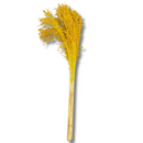 Buquê Flor De Vassoura Vassourinha Desidratado Seco