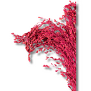 Buquê Flor De Vassoura Vassourinha Desidratado Seco