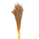 Buquê Flor De Vassoura Vassourinha Desidratado Seco