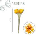 Buquê de Folha de Magnólia Esqueletizada Cores