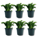 6 Samambaias Ermina Natural Para Varanda No Pote 15