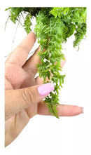 Planta Samambaia Astro Exótica Rara Cuia 21 Natural Pendente