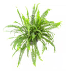 1 Planta Samambaia Shiva Chiva Xivas Cuia 21 Natural Grande