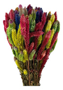 Buque Rabo De Gato Colorido Celosia Maço Flores Desidratadas