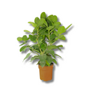 Ficus Benghalensis Audrey Planta Natural Ornamental 1 Metro