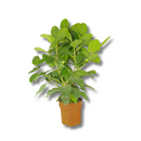 Ficus Benghalensis Audrey Planta Natural Ornamental 1 Metro