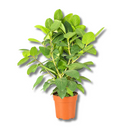 Ficus Benghalensis Audrey Planta Natural Ornamental 1 Metro