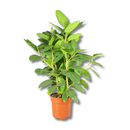 Ficus Benghalensis Audrey Planta Natural Ornamental 1 Metro