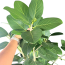 Ficus Benghalensis Audrey Planta Natural Ornamental 1 Metro