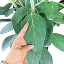 Ficus Benghalensis Audrey Planta Natural Ornamental 1 Metro