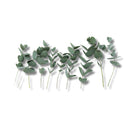 Buque De Eucalipto Desidratado Natural - Seco 10Cm