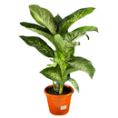 1 Planta Comigo Ninguém Pode Pote 20 Barato Holambra Natural