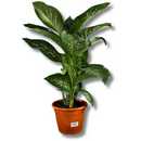 1 Planta Comigo Ninguém Pode Pote 20 Barato Holambra Natural