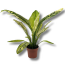 Planta Spathiphyllum Sensation Variegata Rara Muda Pote 17