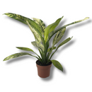 Planta Spathiphyllum Sensation Variegata Rara Muda Pote 17